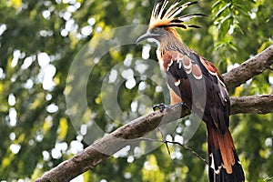 Exquisite Hoatzin Perched on Branch: Nature\'s Elegance Captured photo