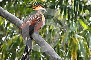 Colorful Hoatzin Bird Perched on Branch in Lush Forest Setting photo