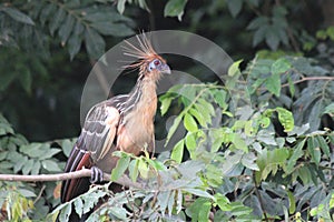 Hoatzin Bird in the Amazon Forest