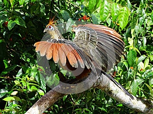 Hoatzin Bird spreading it's colorful wings, looking into the camera photo