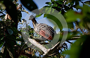 Hoatzin bird in amazon rainforest, Yasuni National photo