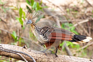 Hoatzin Bird in Bolivia photo