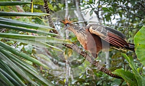 A Hoatzin bird`Stinky Turkey` perched in a tree in the rainforest jungle in South America