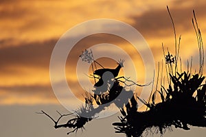 The hoatzin or hoactzin (Opisthocomus hoazin), swamp bird silhouette with crest in the setting sun.