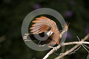 Hoatzin, opisthocomus hoazin, Adult opening Wings Manu Reserve in Peru photo