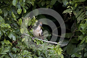 Hoatzin, opisthocomus hoazin, Adult perched in Tree, Manu Reserve in Peru photo