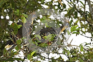 Hoatzin, opisthocomus hoazin, Adults standing in Tree, Los Lianos in Venezuela photo