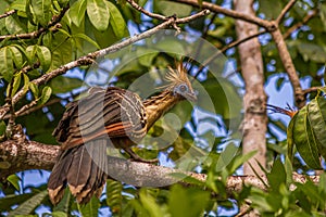 The hoatzin Opisthocomus hoazin, also known as the reptile bird, skunk bird, stinkbird, or Canje pheasant, is a species of photo