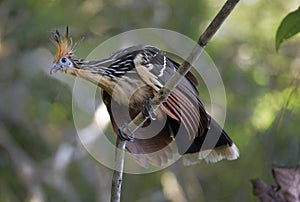 Hoatzin Opisthocomus hoazin on a branch, La Selva Jungle Eco Lodge, Amazon Basin photo