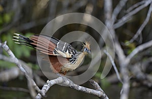 Hoatzin Opisthocomus hoazin on a branch over Lake Garzacocha, La Selva Jungle Eco Lodge, Amazon Basin photo