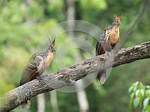 Hoatzin Opisthocomus hoazin with crest raised in the Amazon rainforest