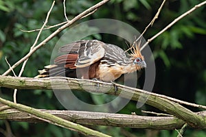 Hoatzin Opisthocomus hoazin with crest raised in the Amazon rainforest photo