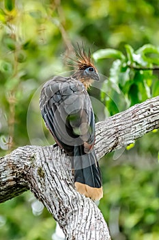 Hoatzin Opisthocomus hoazin with crest raised in the Amazon rainforest photo