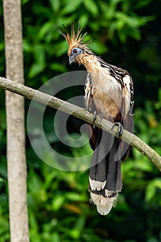 Hoatzin Opisthocomus hoazin with crest raised in the Amazon rainforest