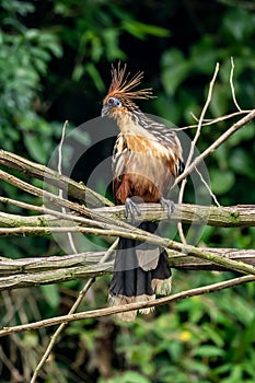 Hoatzin Opisthocomus hoazin with crest raised in the Amazon rainforest