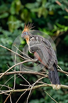 Hoatzin Opisthocomus hoazin with crest raised in the Amazon rainforest photo