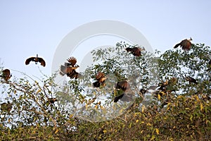 Hoatzin, opisthocomus hoazin, Los Lianos in Venezuela photo