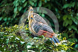 Hoatzin photo