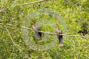 Hoatzin Pair In The Wild photo