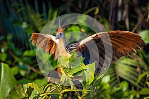 Hoatzin reptile bird close up portrait in rainforest jungle photo