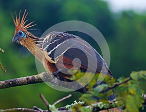 Hoatzin or Stinky Turkey photo