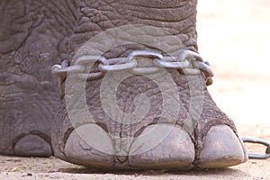 Hobbled foot of an Indian Elephant