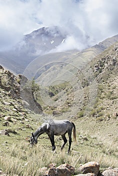 A hobbled horse grazes in the high Tian Shan Mountains of Kyrgyzstan