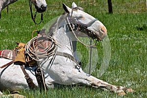 A hobbled horse in a roundup and branding