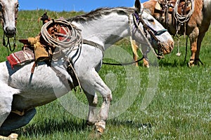 A hobbled horse stands up in a roundup and branding