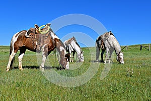 Hobbled horses graze during a roundup and branding