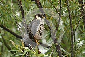 Hobby Falco subbuteo