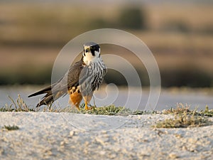 Hobby, Falco subbuteo