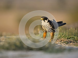 Hobby, Falco subbuteo