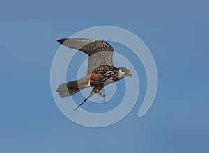 Hobby, Falco subbuteo