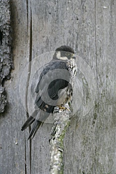 Hobby, Falco subbuteo