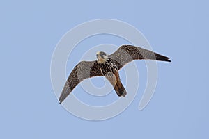 Hobby (Falco subbuteo) in flight