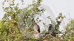 Hobby Falco subbuteo. in the wild