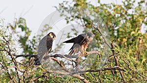 Hobby Falco subbuteo. in the wild