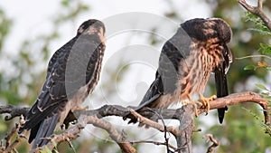 Hobby Falco subbuteo in the wild