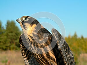 Hobby falcon