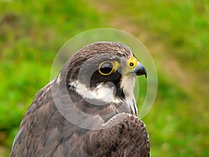 Hobby Falcon