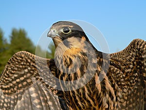 Hobby falcon