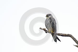 Hobby Falcon