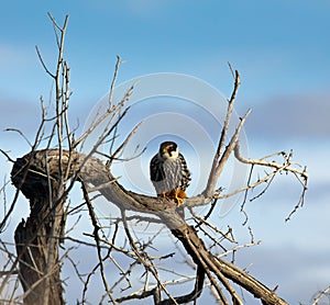 Hobby falcon