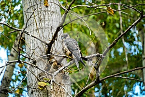 Hobby falcon sits on a branch