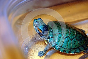 Hobby Pet Turtle