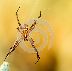 Hobo Spider