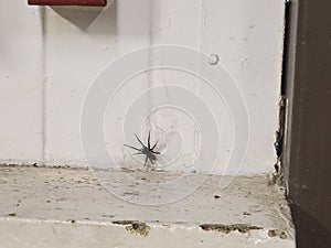 Hobo spider arachnids creepy long legs photo