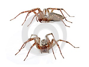The Hobo Spider, Tegenaria Agrestis photo