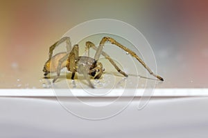 Hobo spider with water droplets